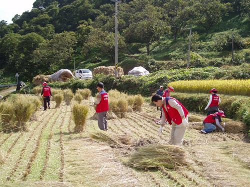 순천지점의 화목마을농촌일손돕기, 러브미(米) 봉사활동