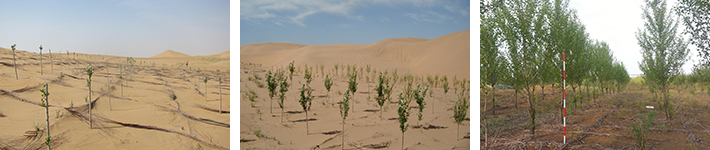 중국과 몽골 사막지역에 조림사업